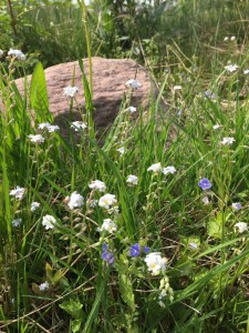 Sommar 3  