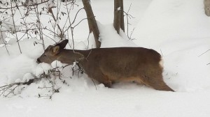 Vinter 2017 13