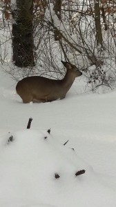 Vinter 2017 14
