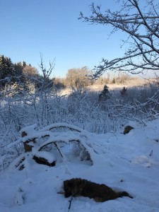 Vinter 2017 2