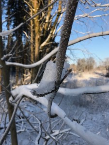 Vinter 2017 5