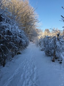 Vinter 2017 8
