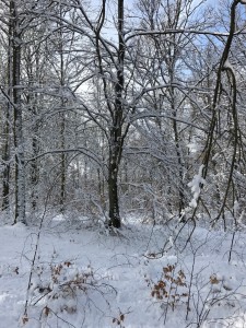 Vinter 2017 9