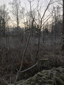 Vinter 7